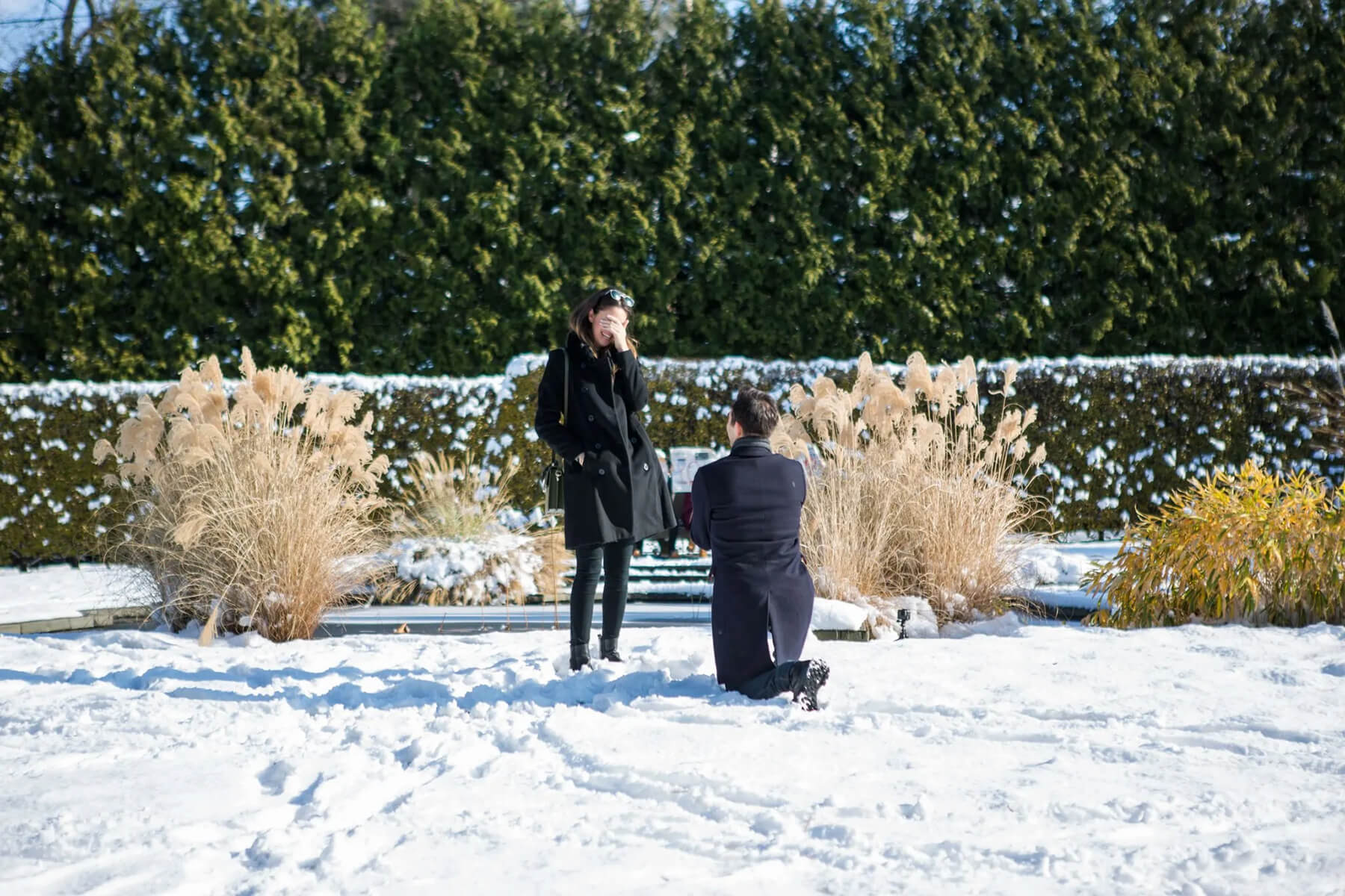 Wave Hill Surprise Proposal 2