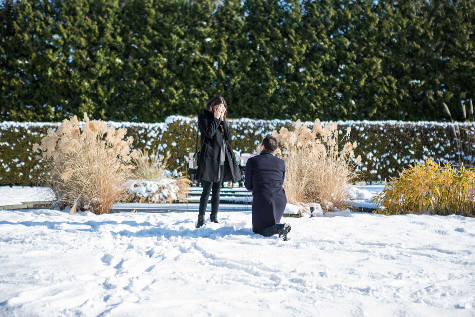 Wave Hill Surprise Proposal 3