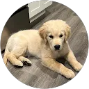 Joseph Silveira profile picture